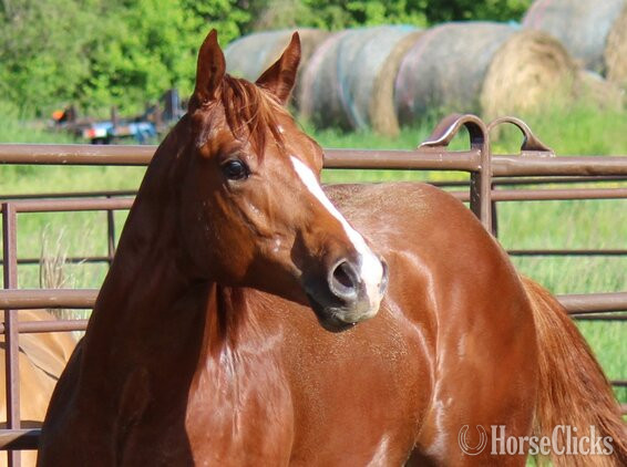 "NV Red Dee For Scotch**SOLD**" Sorrel Stallion Paint