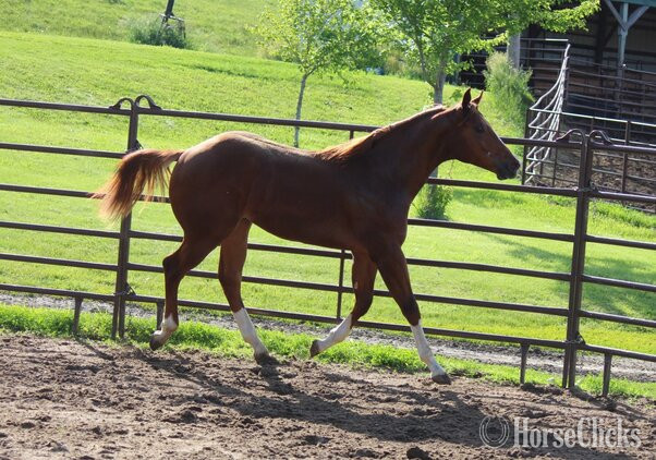 Iowa "NV Red Dee For Scotch**SOLD**" Sorrel Stallion Paint