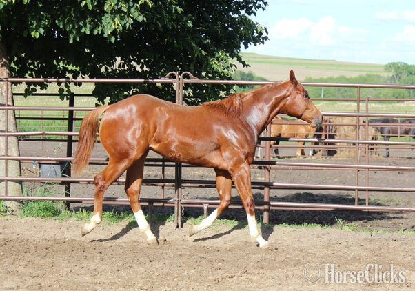 "NV Red Dee For Scotch**SOLD**" Sorrel Stallion Paint - Paint in Iowa