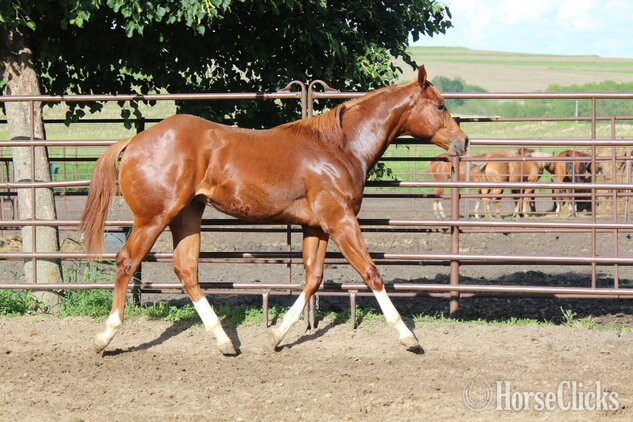 "NV Red Dee For Scotch**SOLD**" Sorrel Stallion Paint - Paint