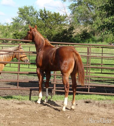 "NV Red Dee For Scotch**SOLD**" Sorrel Stallion Paint Iowa