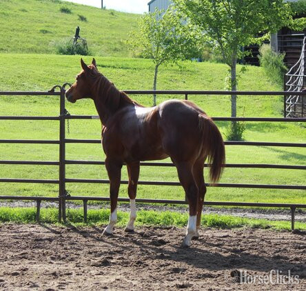Paint - "NV Red Dee For Scotch**SOLD**" Sorrel Stallion Paint in Iowa