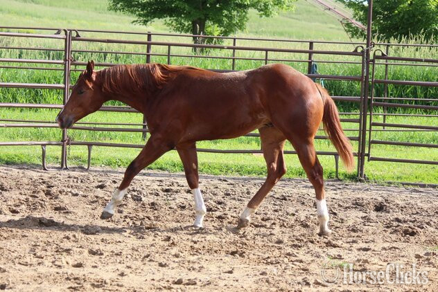 Paint - "NV Red Dee For Scotch**SOLD**" Sorrel Stallion Paint