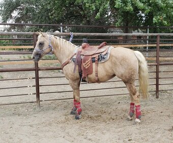 "Mina " Palomino Mare Quarter Horse
