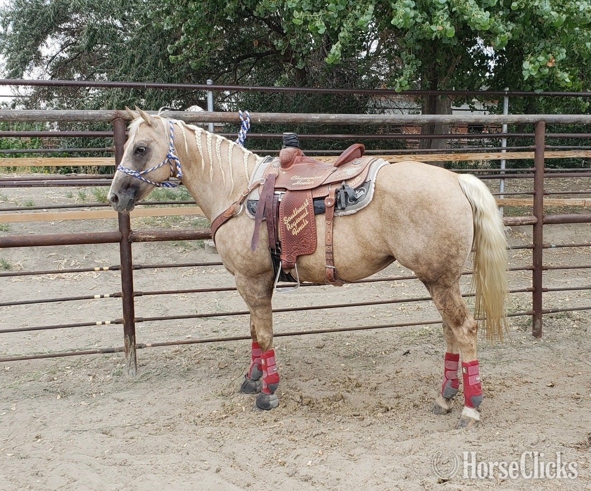 "Mina " Palomino Mare Quarter Horse in Nevada
