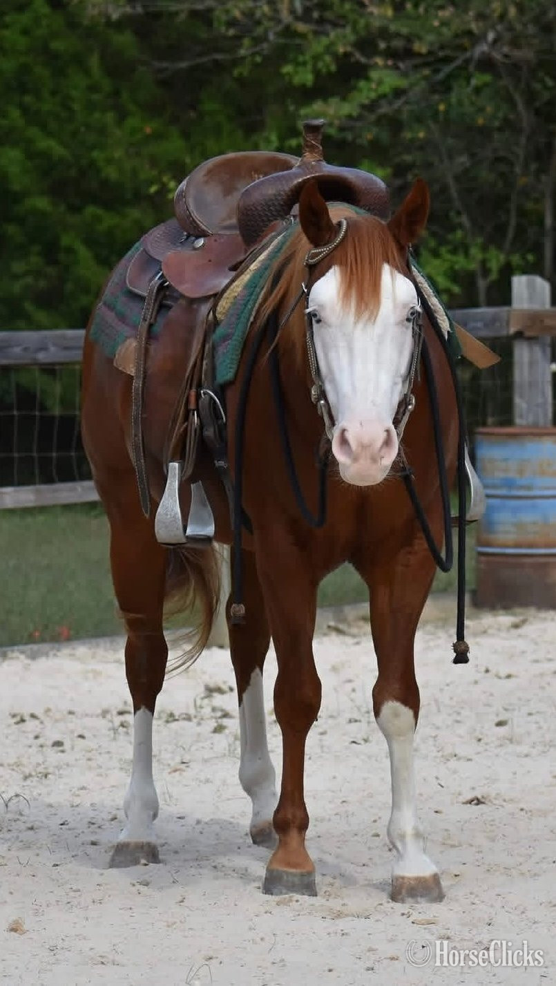 "Holidocs Smoking Gun" Sorrel Stallion Quarter Horse in Michigan