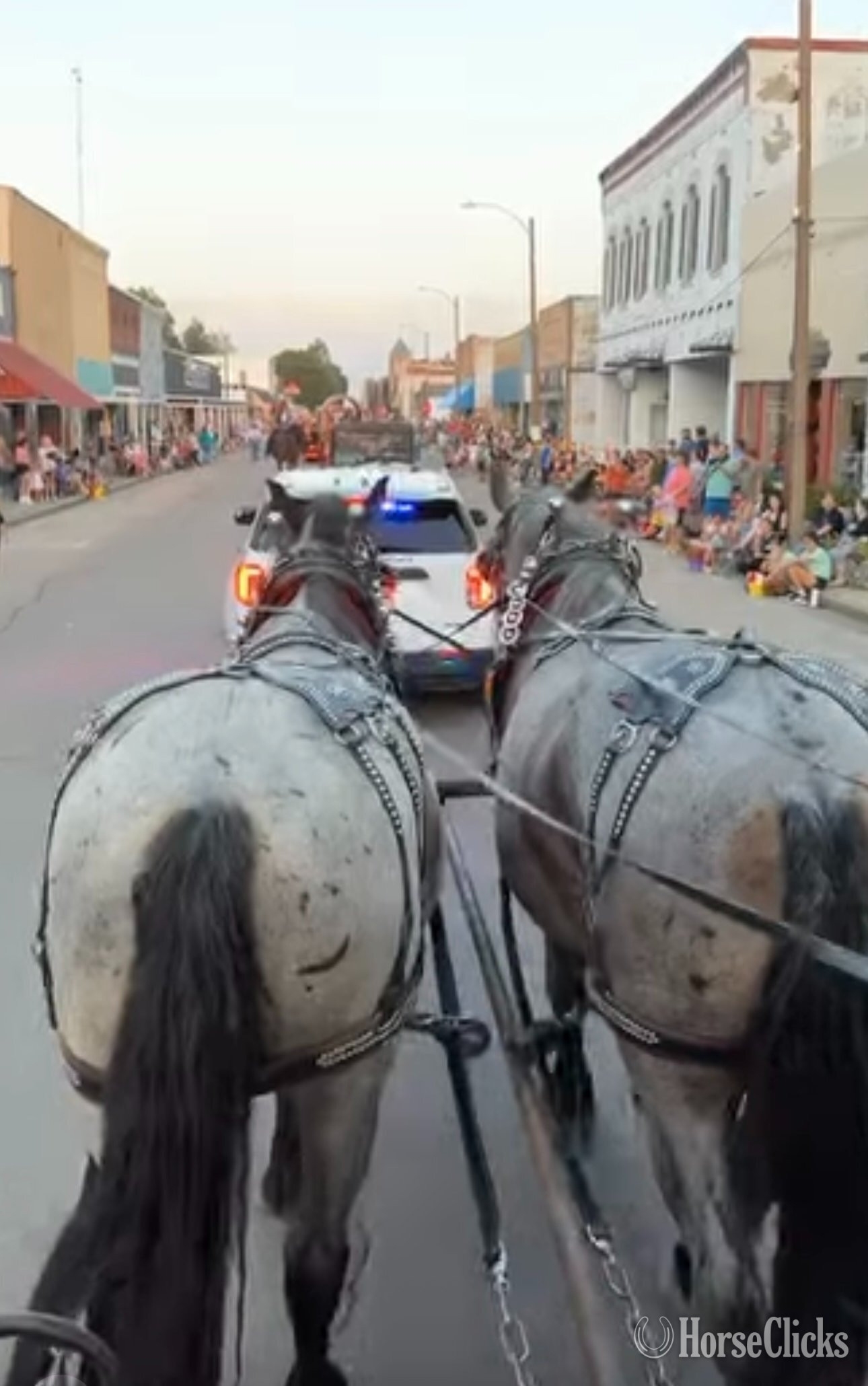 Percheron - "Bluejeans " Blue Roan Gelding Percheron