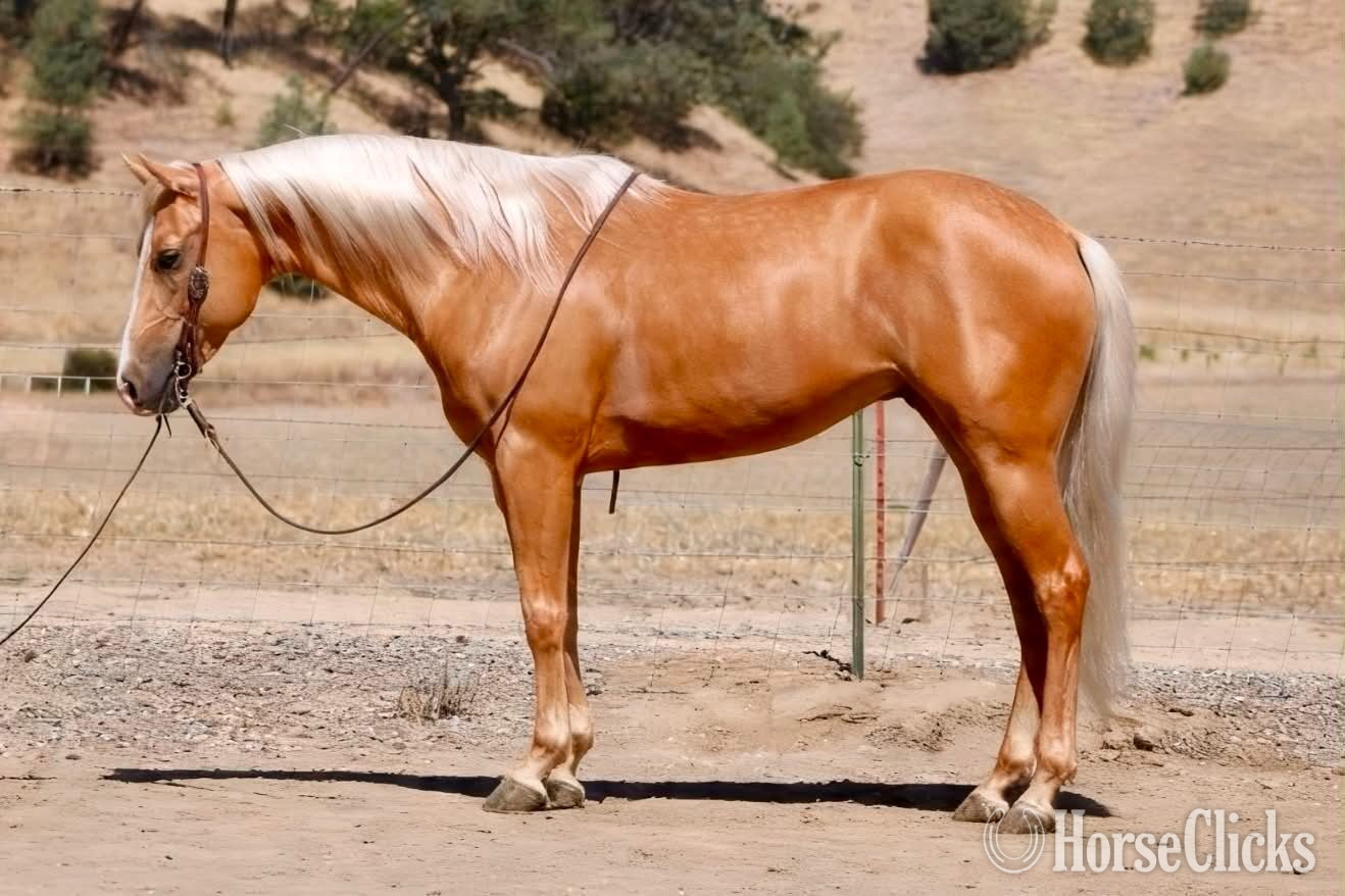"BLAZE" Palomino Gelding Quarter Horse in California