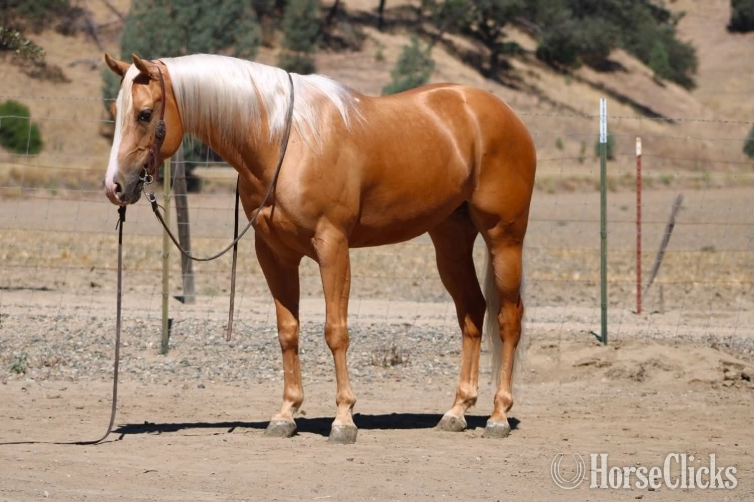 California "BLAZE" Palomino Gelding Quarter Horse