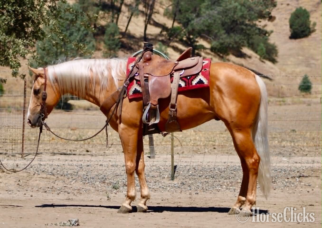 "BLAZE" Palomino Gelding Quarter Horse - Quarter Horse
