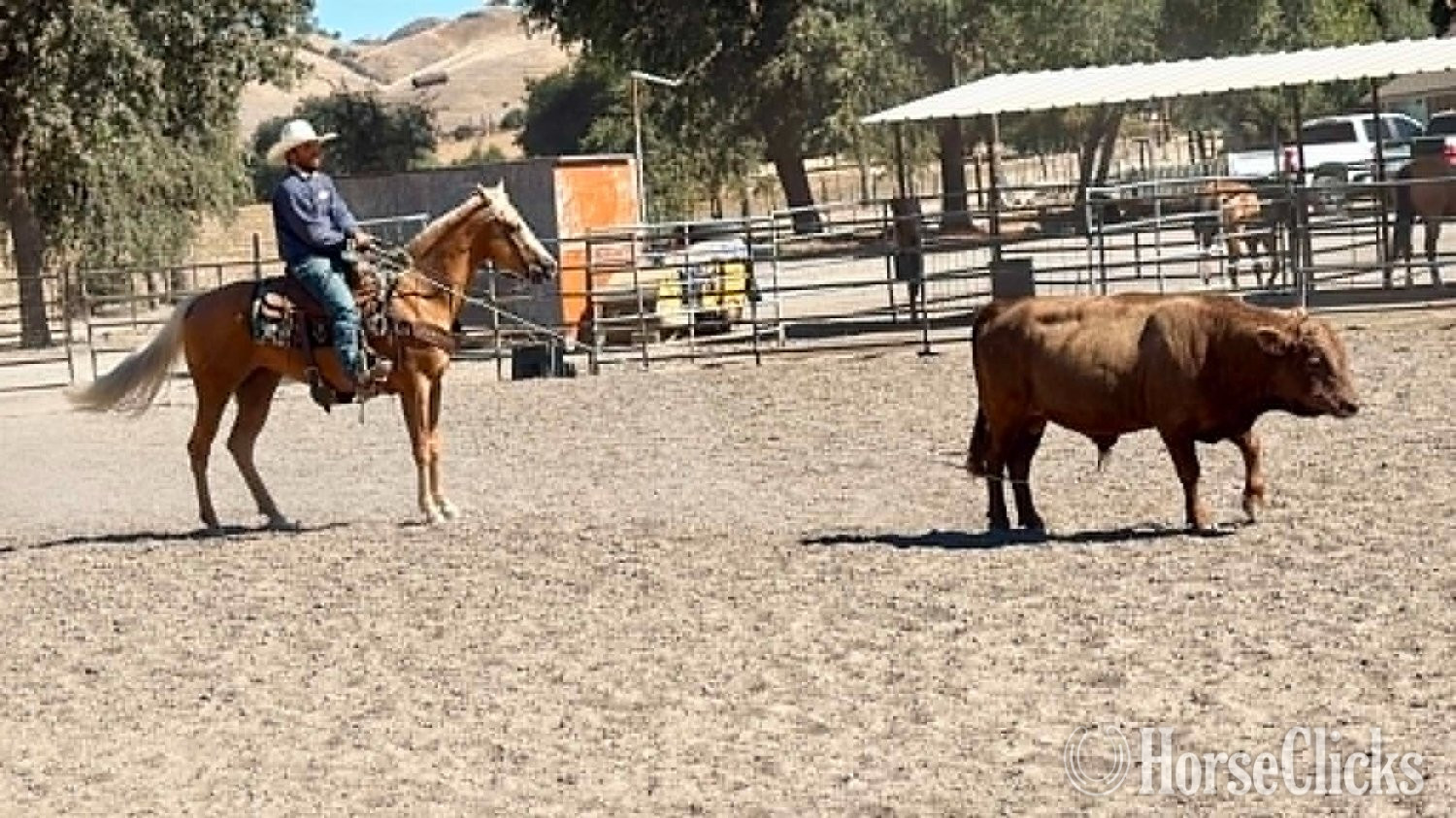 Quarter Horse - "BLAZE" Palomino Gelding Quarter Horse in California