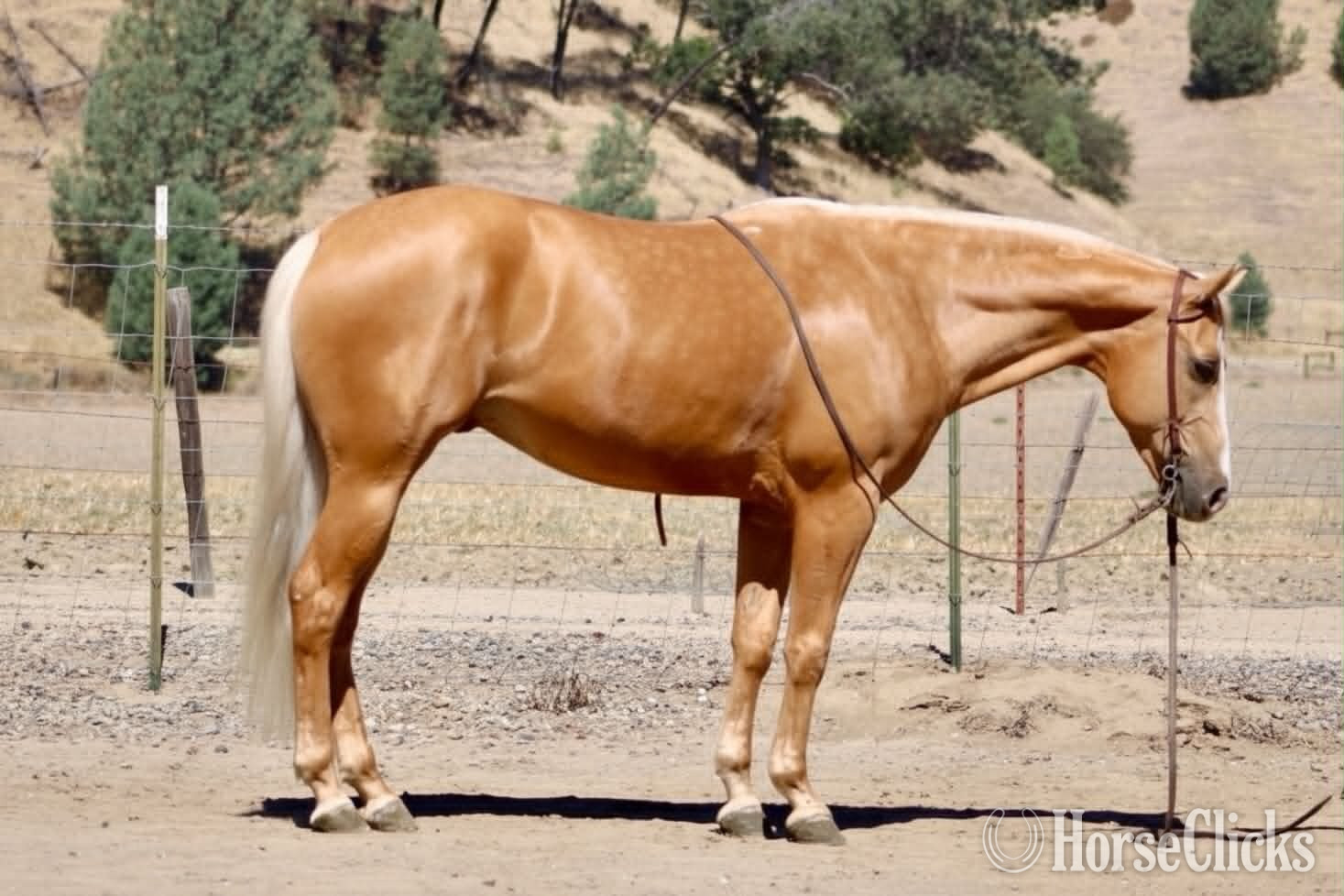 Quarter Horse - "BLAZE" Palomino Gelding Quarter Horse