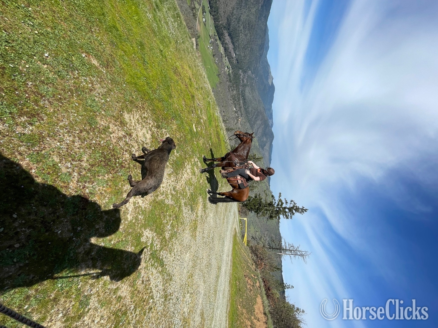 "Furiosa " Bay Mare Azteca Oregon