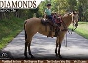 "Diamond" Buckskin Mare Appaloosa
