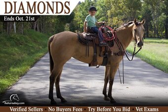 "Diamond" Buckskin Mare Appaloosa