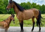 "SPIDER" Bay Gelding Missouri Fox Trotter