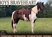 "Elvis" Black Gelding Tennessee Walker