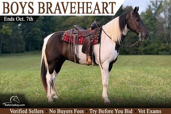 "Elvis" Black Gelding Tennessee Walker
