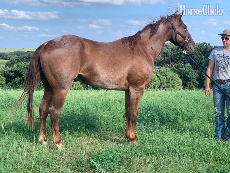 "All Out hancock" Red Roan Gelding Quarter Horse in Nebraska