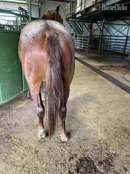 "All Out hancock" Red Roan Gelding Quarter Horse - Quarter Horse in Nebraska