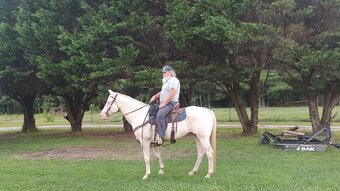 "Cracker " Cremello Gelding Quarter Horse
