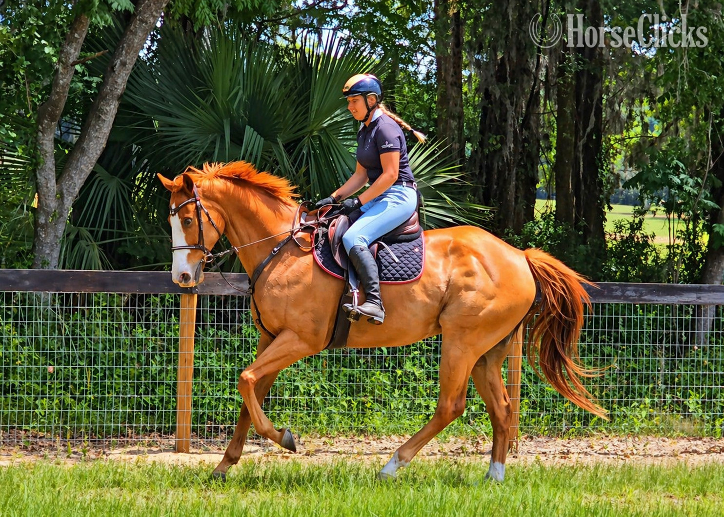 "Indy " Chestnut Gelding Paint in Florida