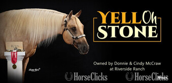 "yell oh stone" Palomino Stallion