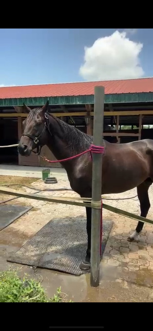 "Battle Cruise" Bay Stallion Thoroughbred