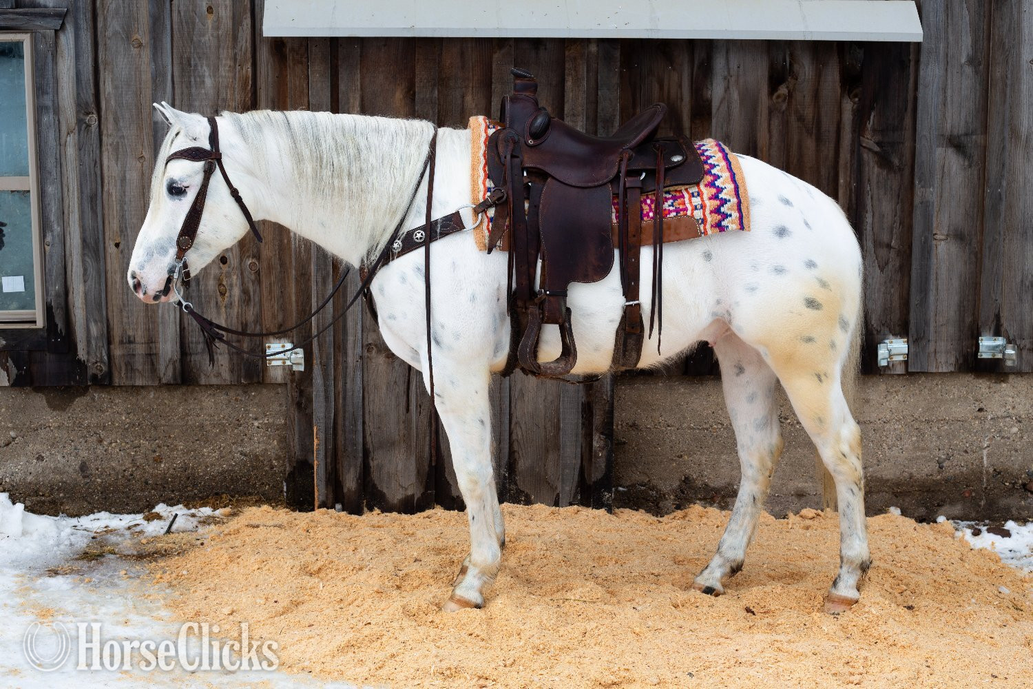 "Santa Fe"  Gelding Quarter Horse in Michigan