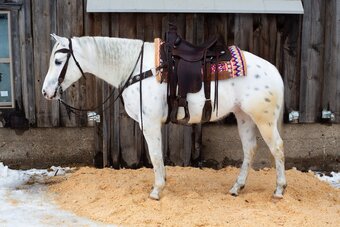 "Santa Fe" Gelding Quarter Horse
