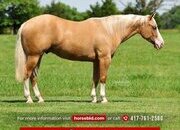 "Bling 182 " Palomino Gelding Quarter Horse