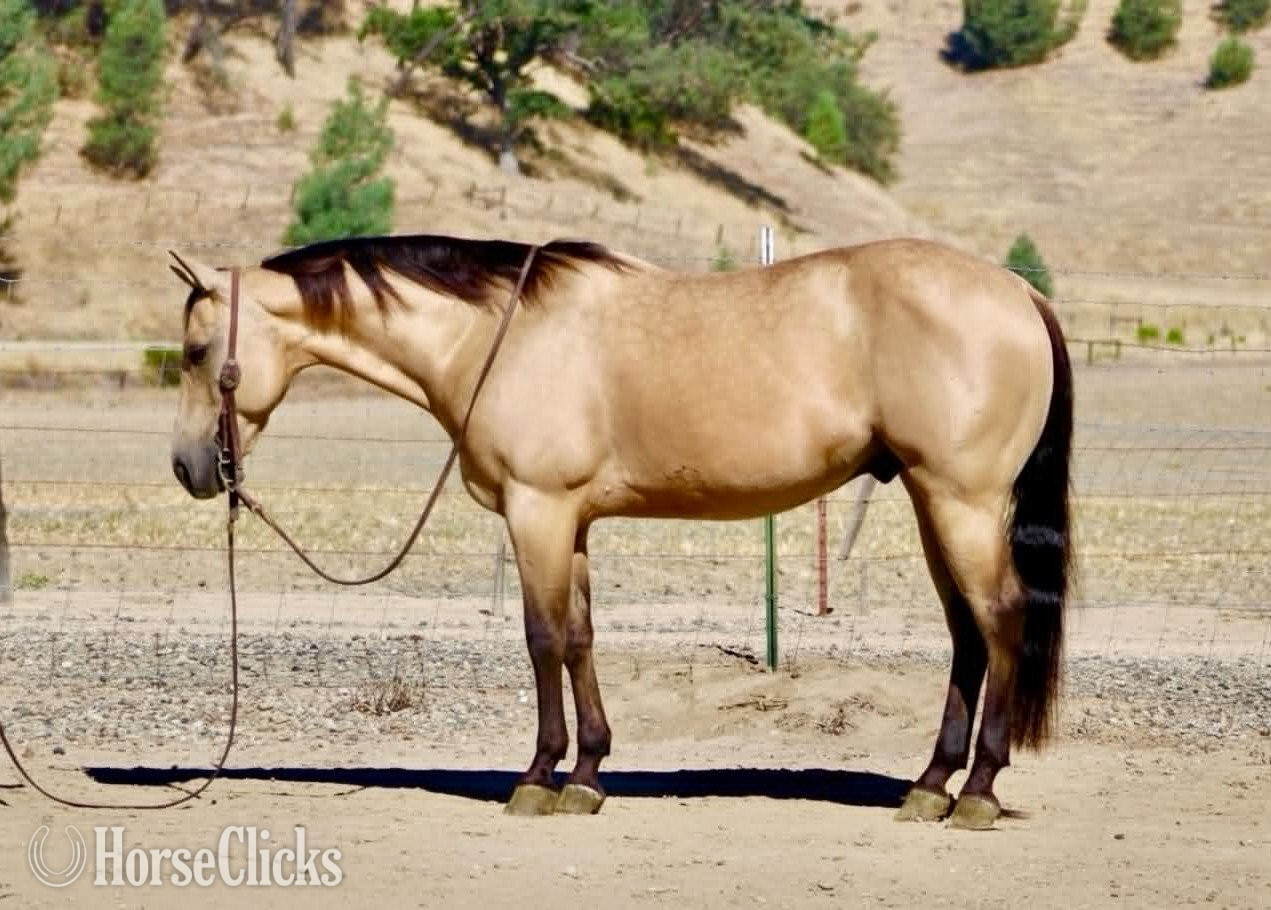 "ARROYO" Buckskin Gelding Quarter Horse in California