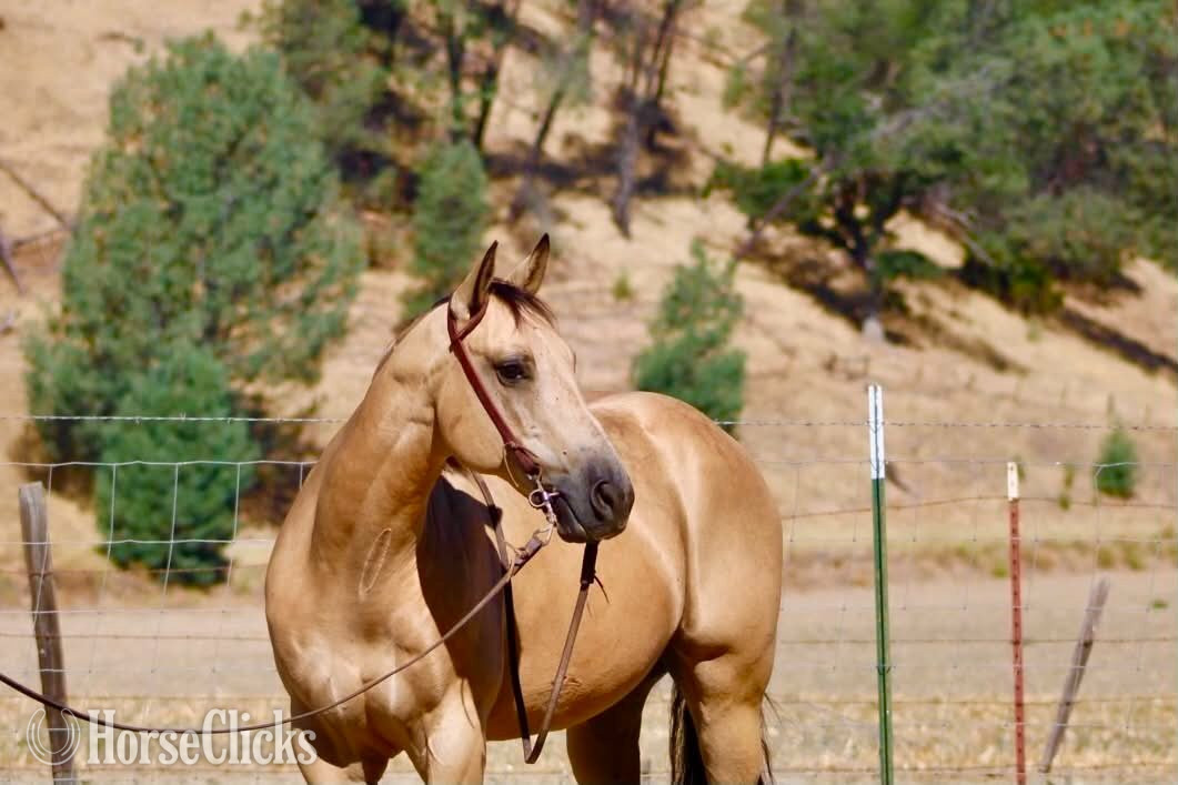 "ARROYO" Buckskin Gelding Quarter Horse