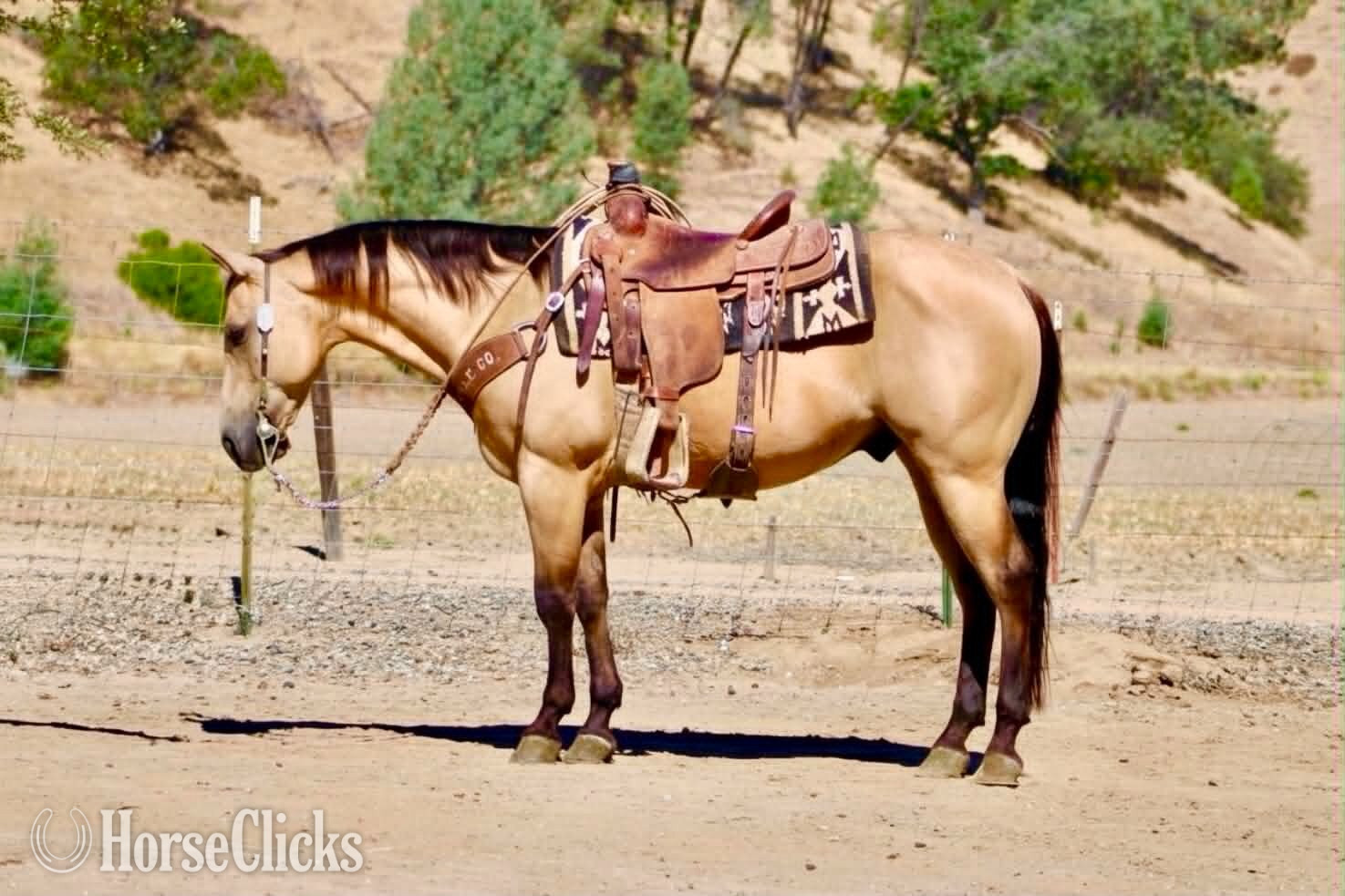 California "ARROYO" Buckskin Gelding Quarter Horse