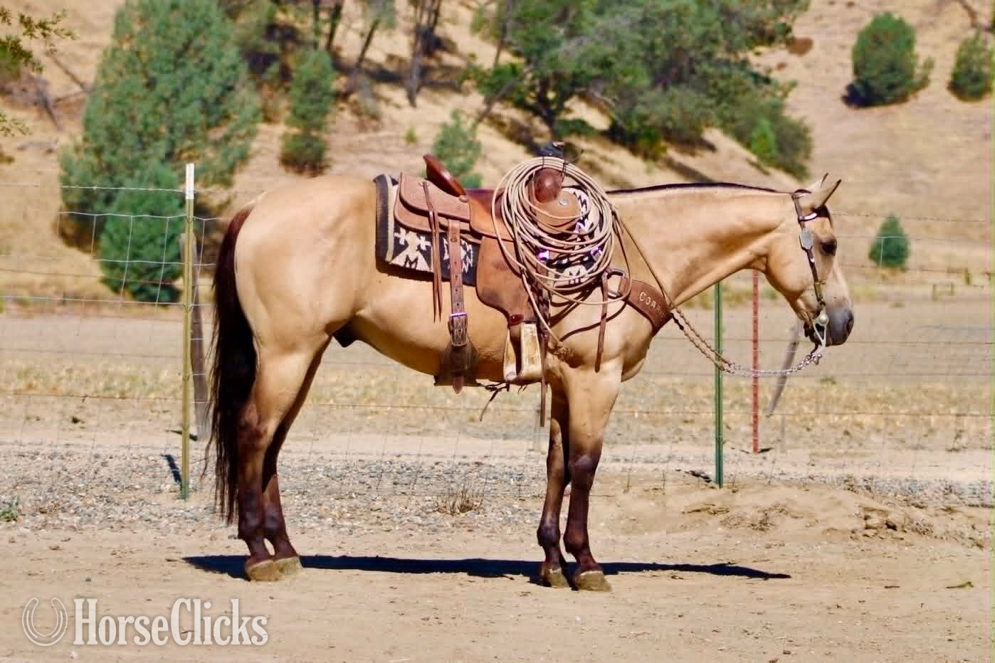 "ARROYO" Buckskin Gelding Quarter Horse - Quarter Horse in California