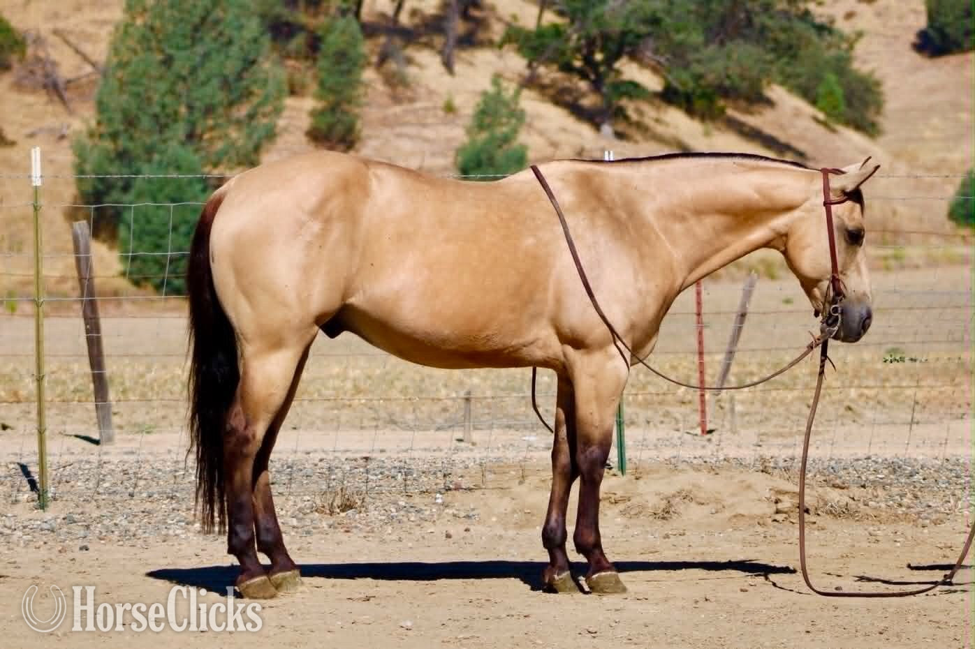 "ARROYO" Buckskin Gelding Quarter Horse - Quarter Horse