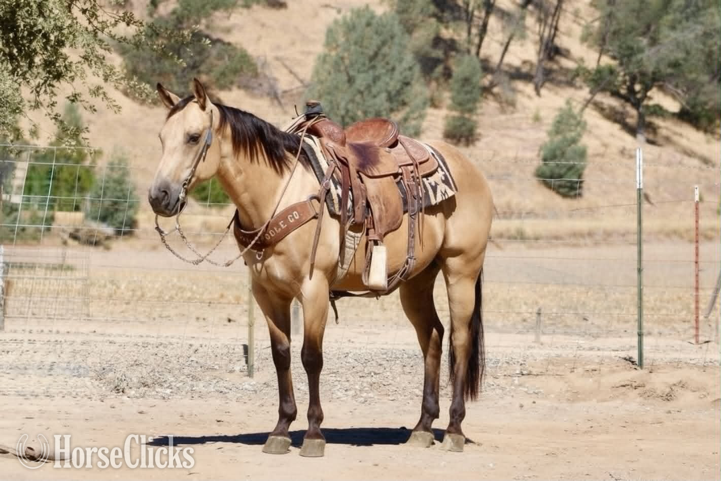 "ARROYO" Buckskin Gelding Quarter Horse California