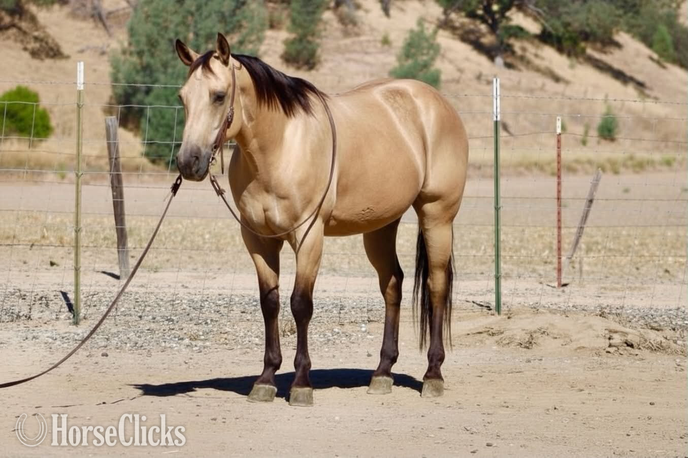 Quarter Horse - "ARROYO" Buckskin Gelding Quarter Horse in California