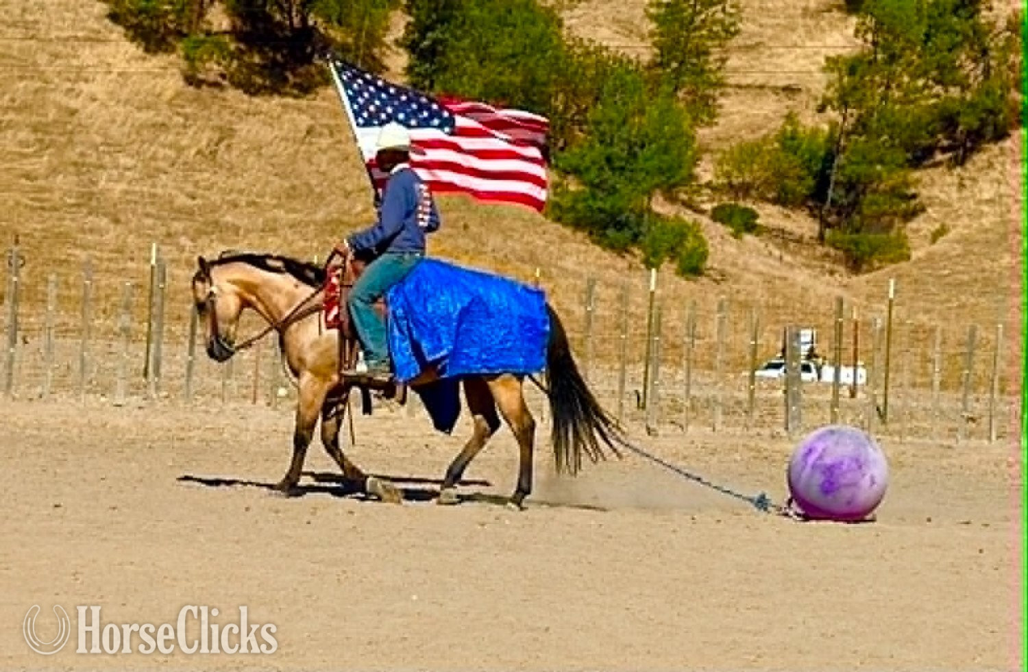 Quarter Horse - "ARROYO" Buckskin Gelding Quarter Horse