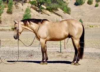 "ARROYO" Buckskin Gelding Quarter Horse