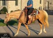 "Trigger" Palomino Gelding Missouri Fox Trotter