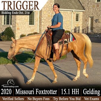 "Trigger" Palomino Gelding Missouri Fox Trotter
