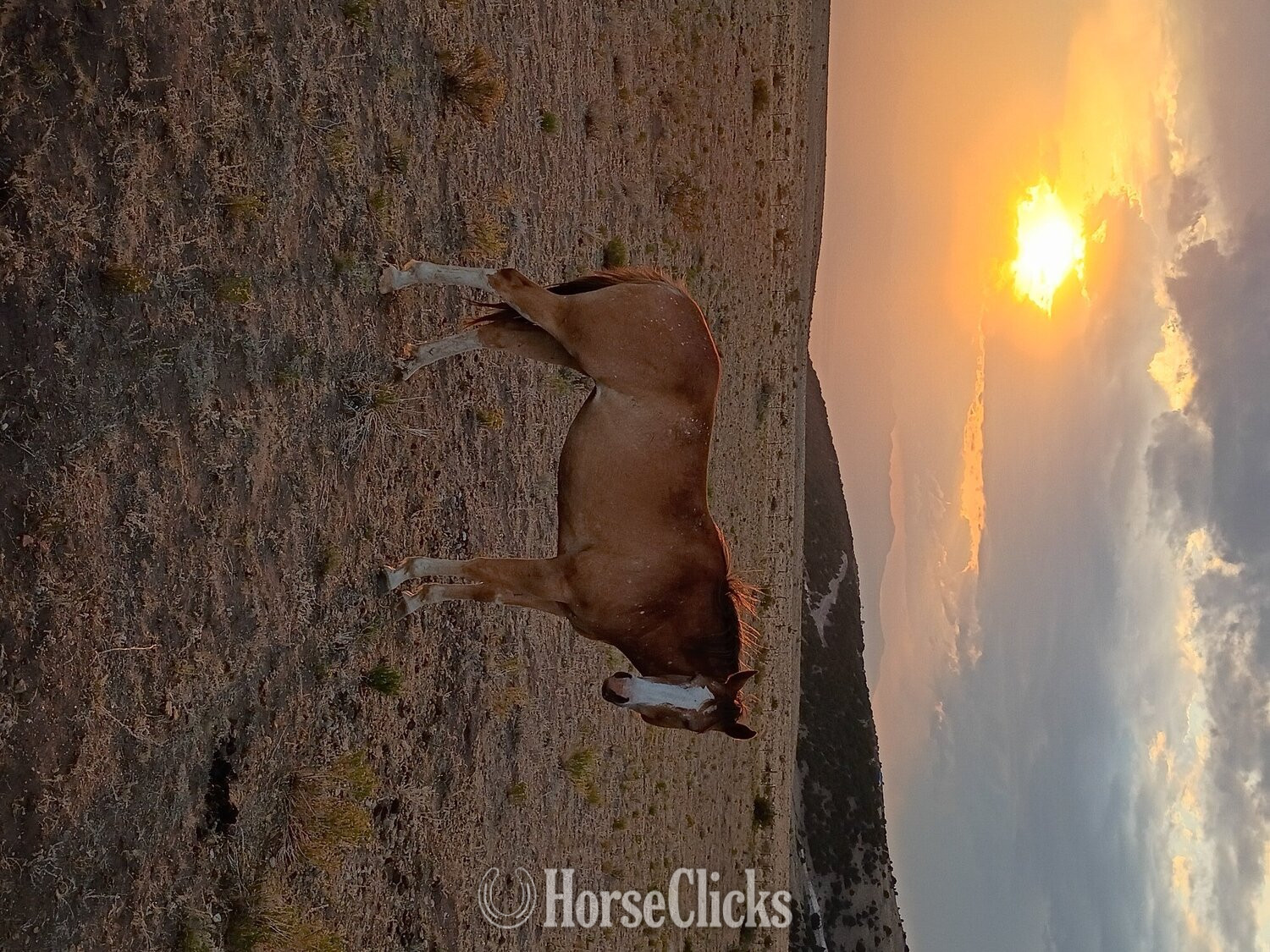 Colorado "Tonya" Chestnut Mare Quarter Horse