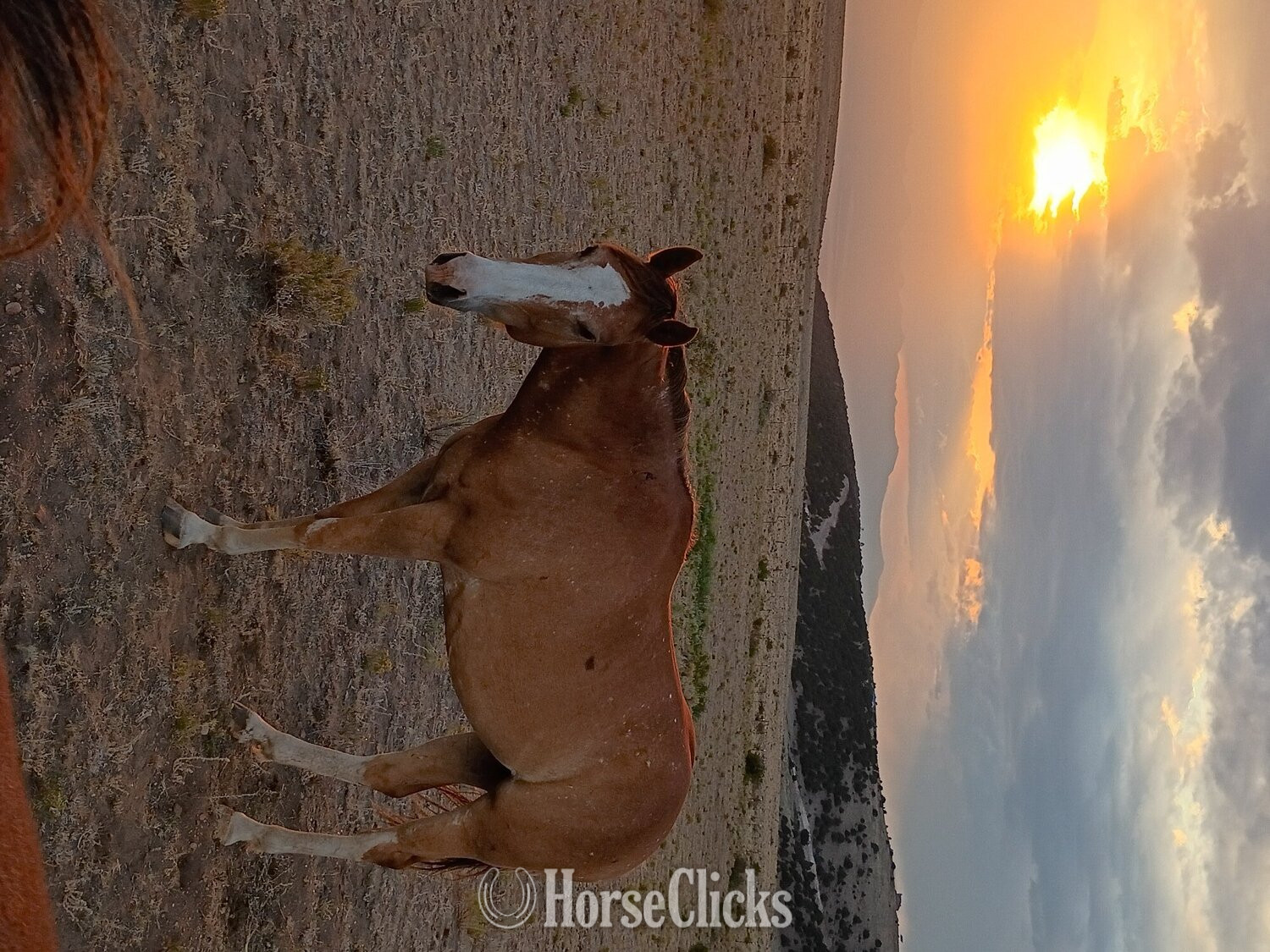 "Tonya" Chestnut Mare Quarter Horse - Quarter Horse in Colorado