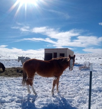 "Tonya" Chestnut Mare Quarter Horse