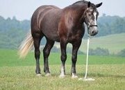 "Dallas " Grey Gelding Percheron