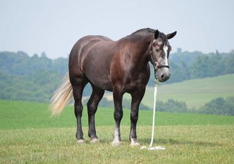 "Dallas " Grey Gelding Percheron
