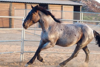"Rio " Blue Roan Colt Percheron