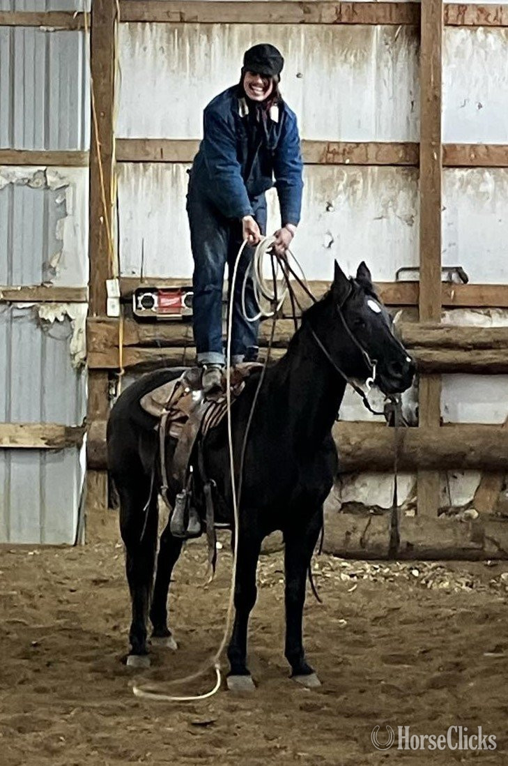 "Caddy" Black Mare Quarter Horse in South Dakota