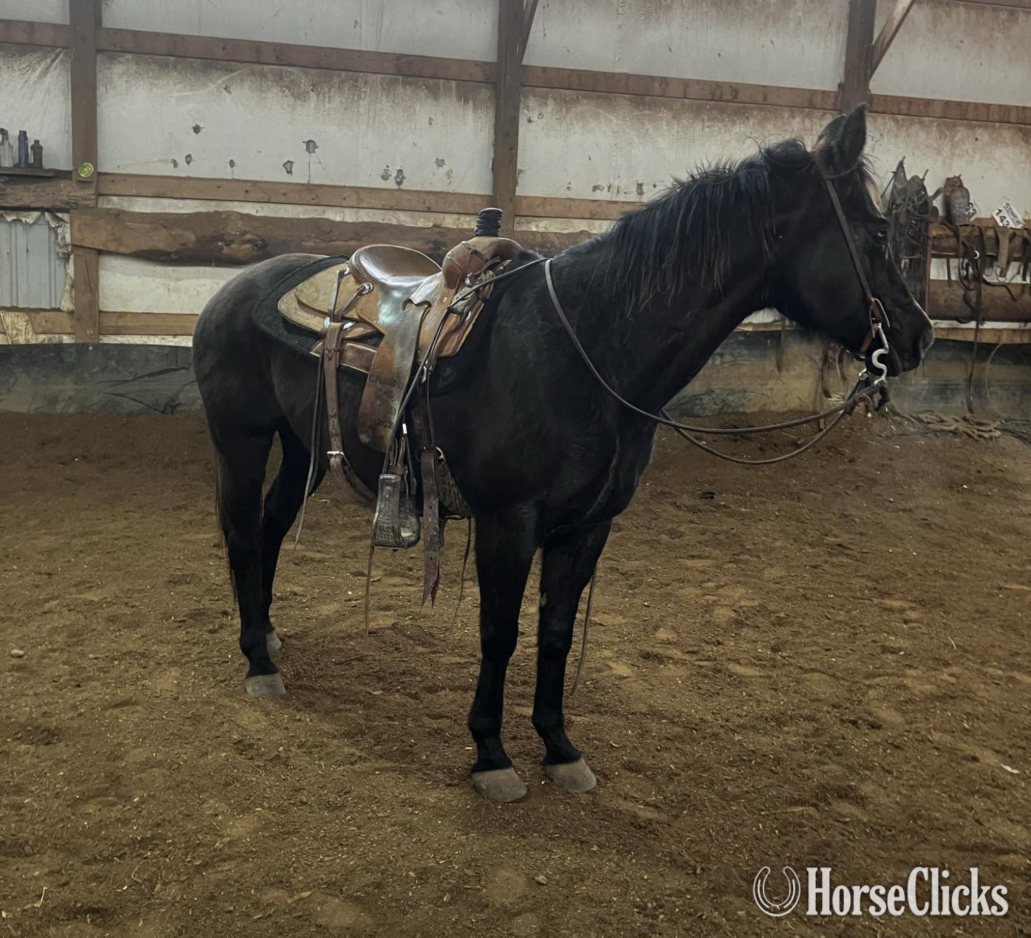 "Caddy" Black Mare Quarter Horse